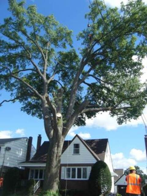North Jersey Tree Specialists