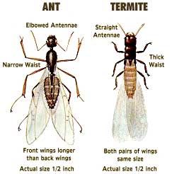 Differences between winged ants and termites. The 