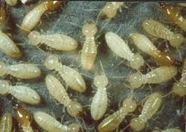 Termite Workers - These are the members of a Termi