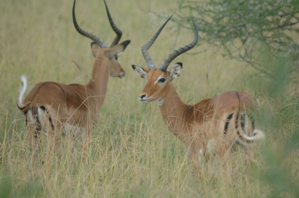 Kenya Safari