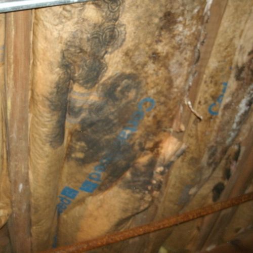Mold growing in the crawl space also caused by inp