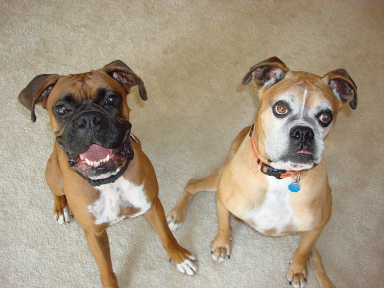 Good sit!  good stay!  Basic behaviors are the fou