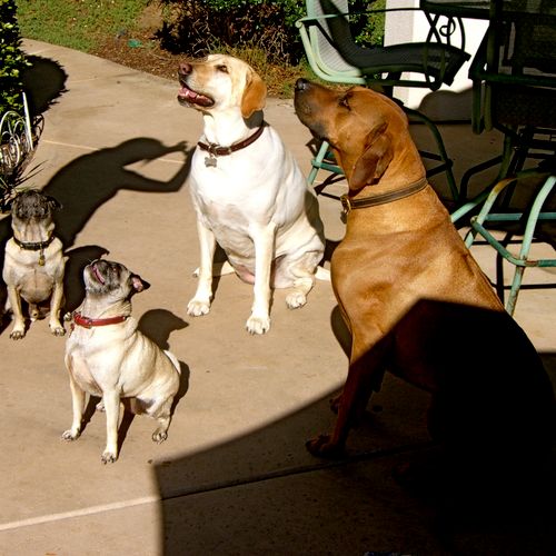 Everyone sits nicely before a treat ~ happy dogs!