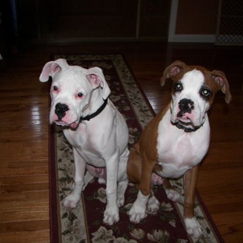 My boxer Motley on the right and his brother Bruno