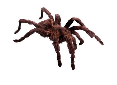 Avatar for Frye Pest Management, LLC
