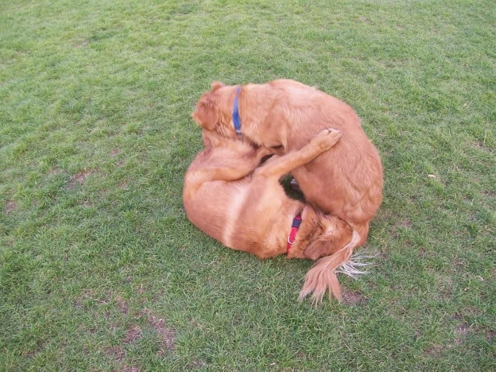 A Golden Ball