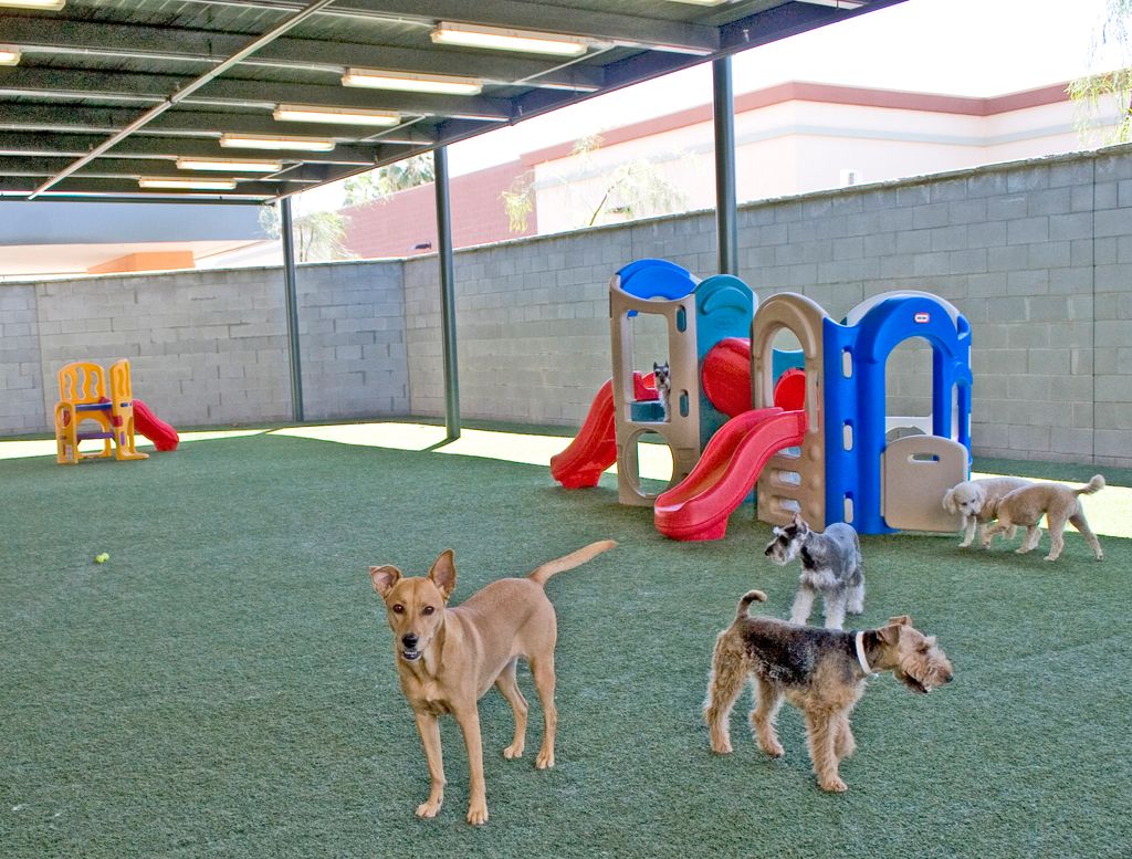 Dog Day Care
