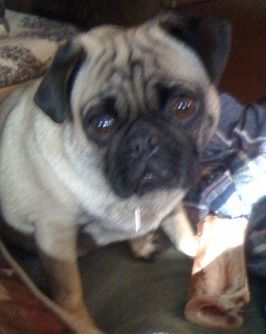 Chico the pug, one of our rescues. Love him !!
