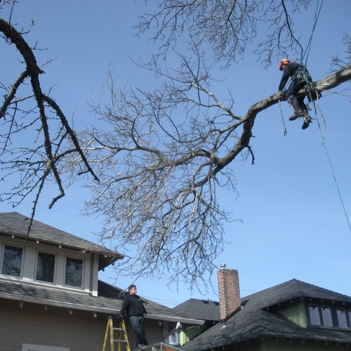 Climber removing large limb over house.
