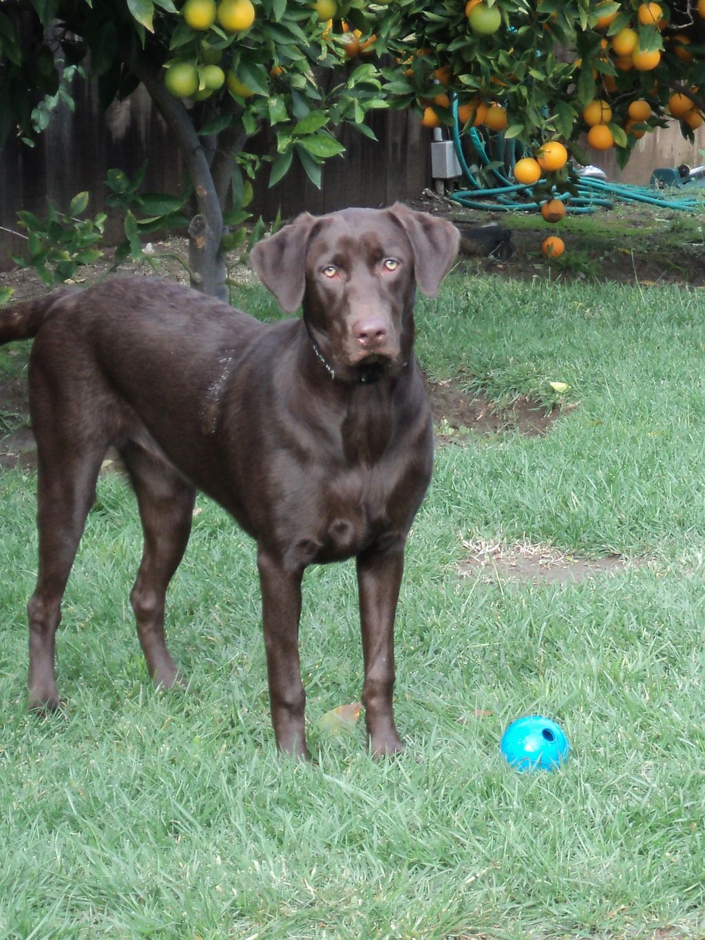 Mercedes playing in the yard.