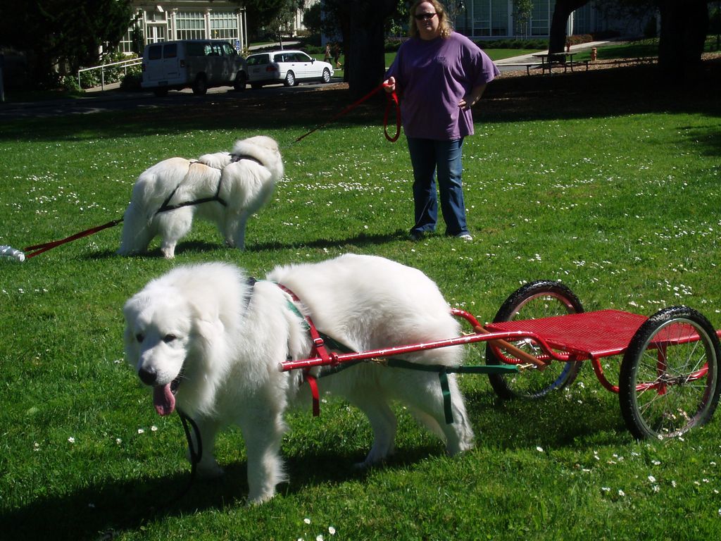 Carting in San Francisco the presidio with Duke