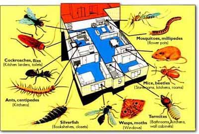 Affordable Pest Management