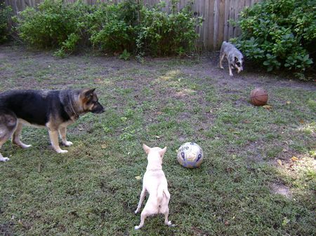 Playtime in the backyard