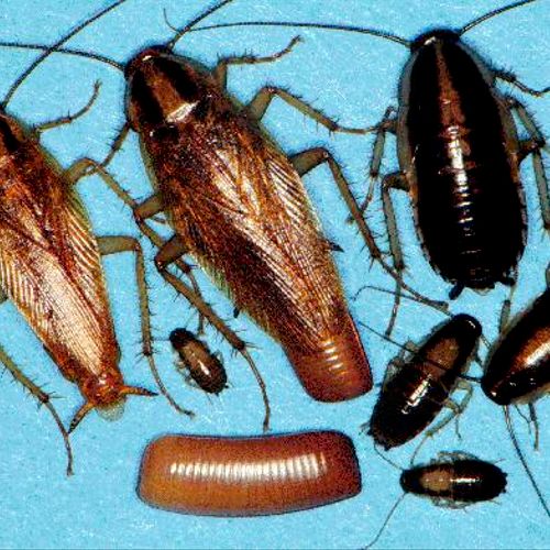 German cockroaches