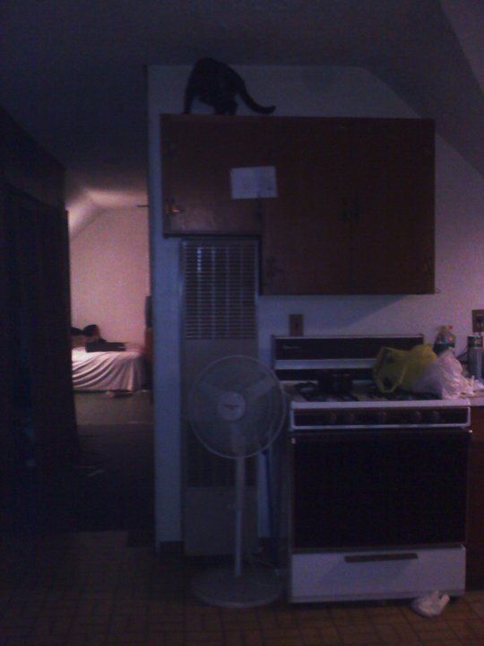 my cat