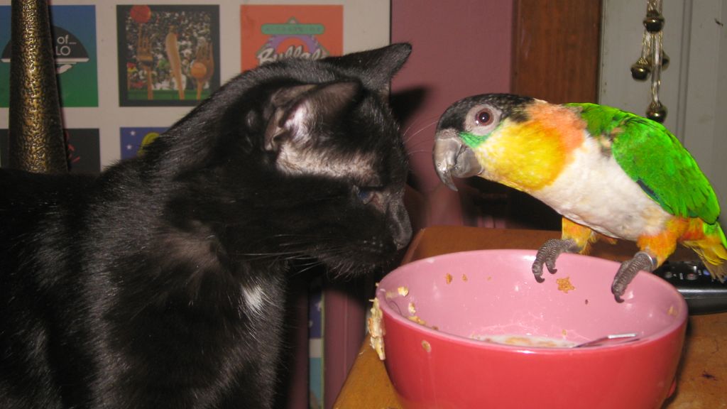 My moms cat and bird best friends =)