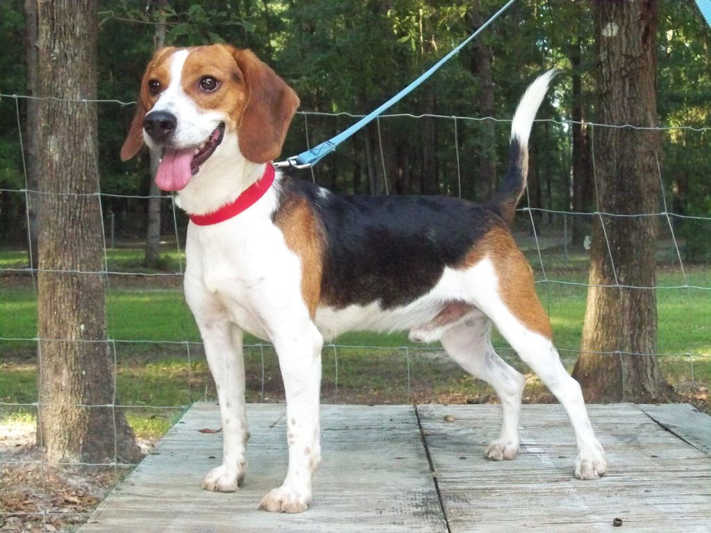 Barney The Bed Bug Beagle and handler Chuck Cerbin