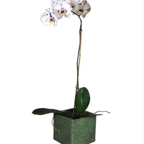 Phalaenopsis Orchis Plant