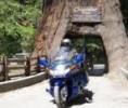 Ride down the Avenue of the Giants and then throug
