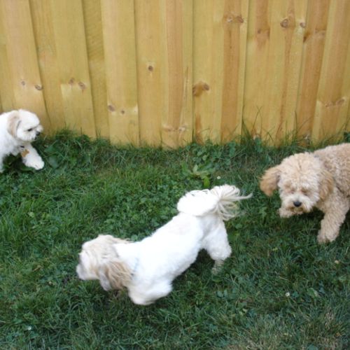 Playtime for the poochies!