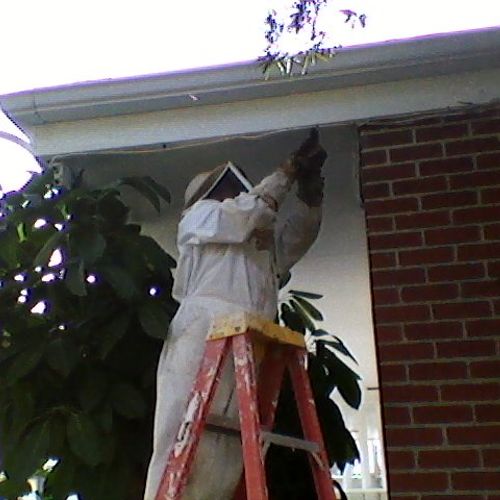 we also remove and treat bee hives