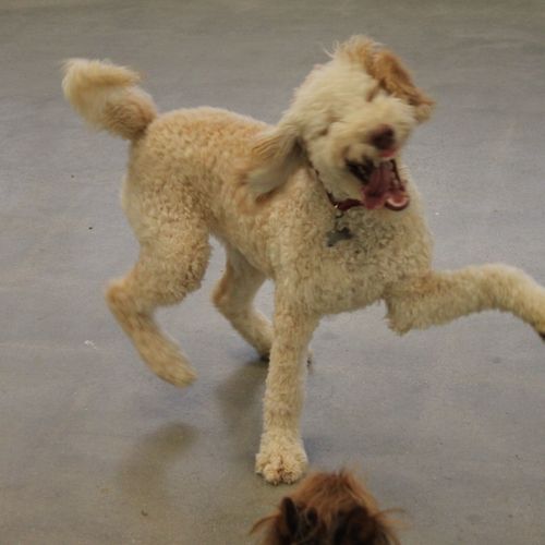 Doggy Daycamp is so much fun you'll dance!