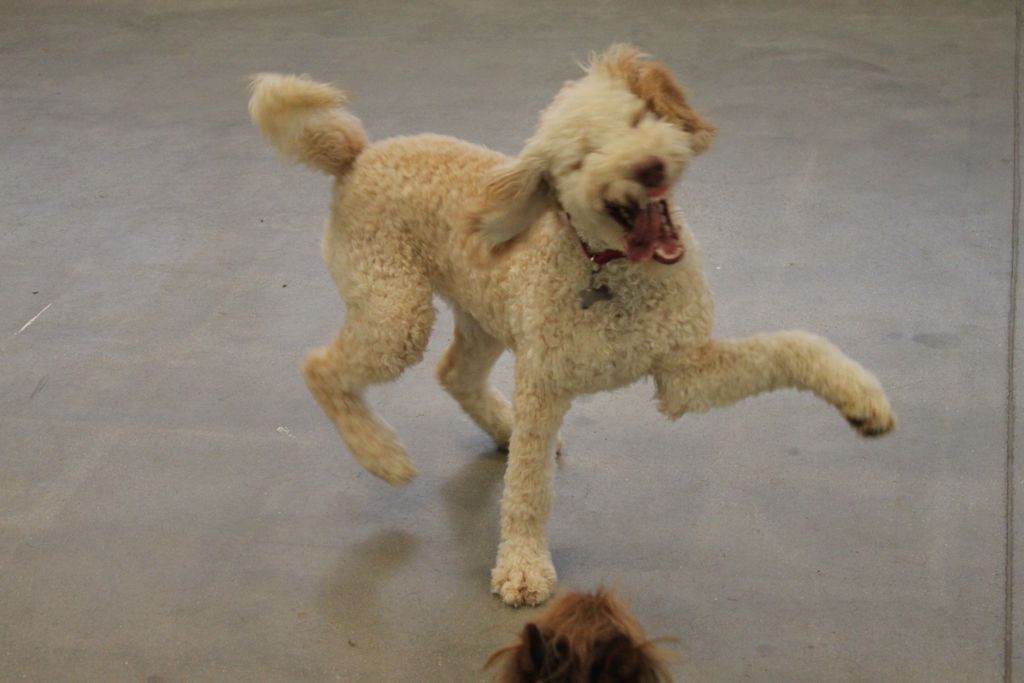 Doggy Daycamp is so much fun you'll dance!