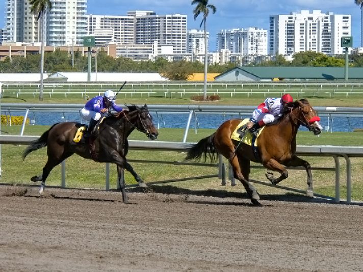 Stretch drive at Gulfstream Park