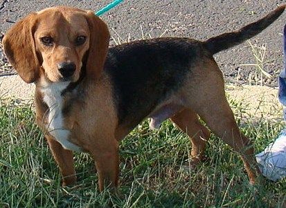 ELMER- Our Bed Bug Canine Detector