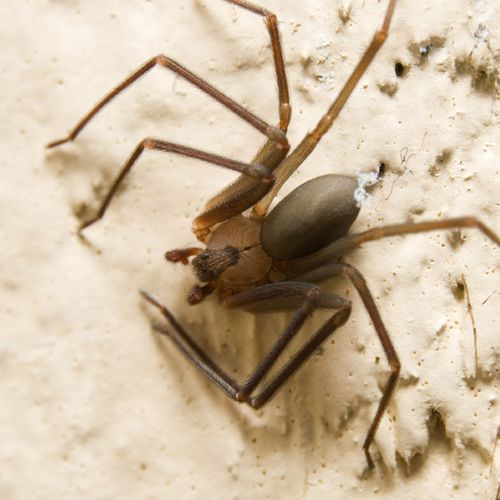 Brown Recluse Spider in normal stance.