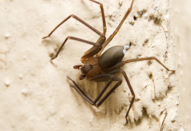 Brown Recluse Spider in normal stance.