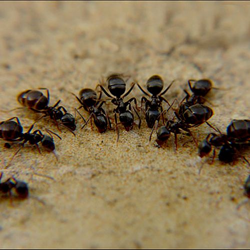 Sunflower Pest Solutions: Ants