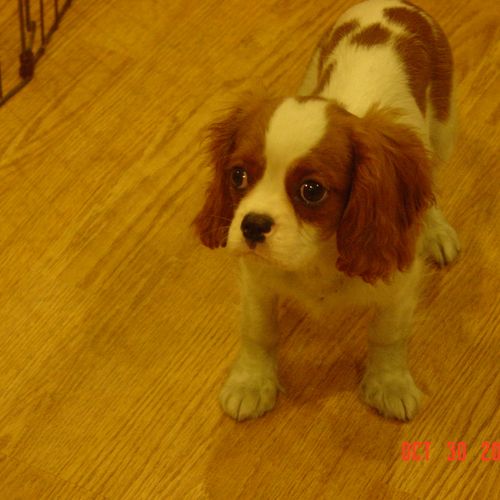 Cavalier pup (previous puppy)