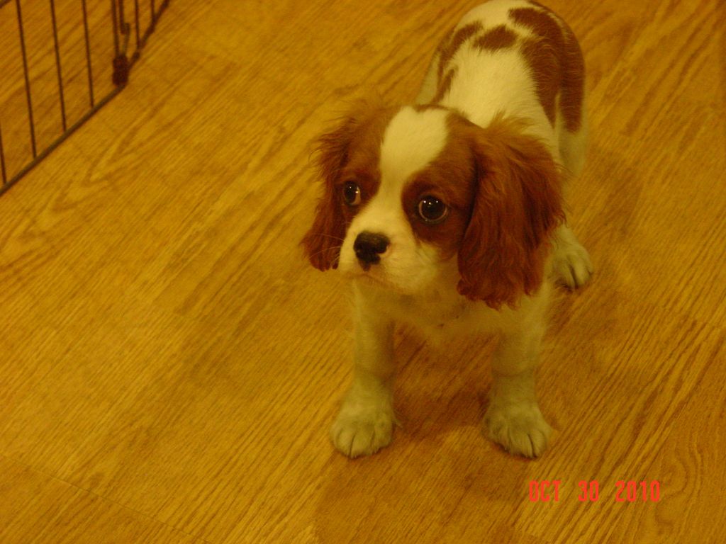 Cavalier pup (previous puppy)