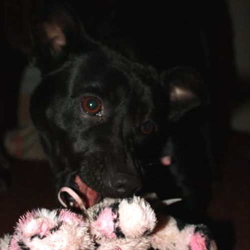 Tipsy plays with her little stuffed Kitty.