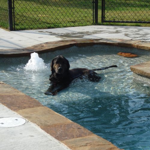 Lucky Dog Pool