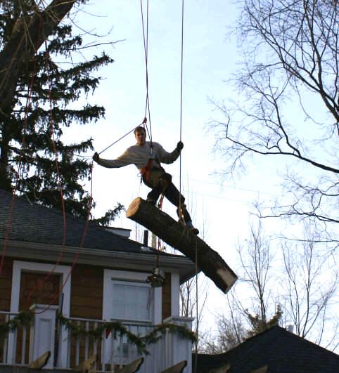 All American Tree Services