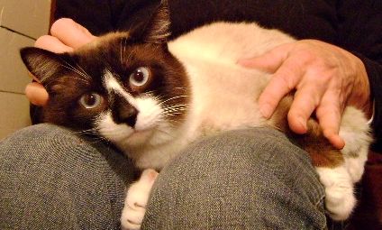 This is Merlin, a lovely "snowshoe" Siamese mix wh