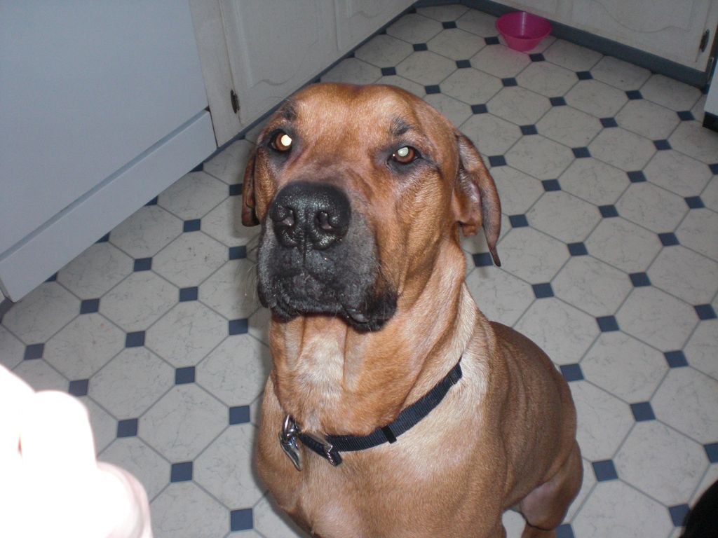 Scooby
