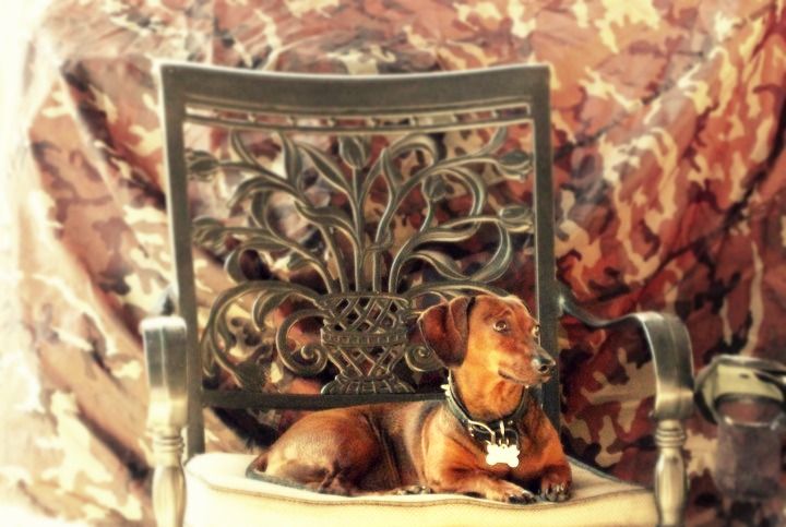 my doggie!
