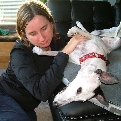 Spirit is a 5 year old Whippet who enjoys Reiki. S