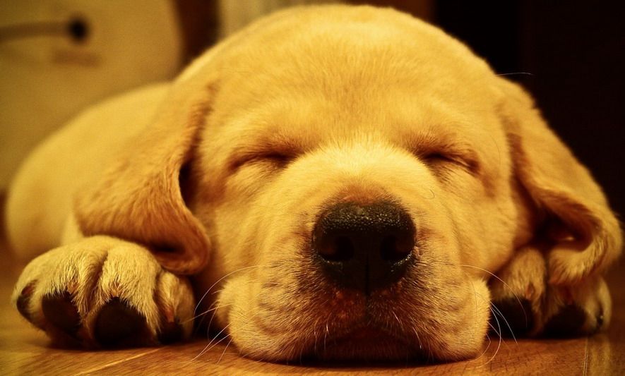 Professional Pet Sitting Thousand Oaks, CA
