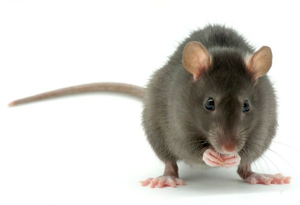 Nobody wants rats in their home. Call Nuisance Wil