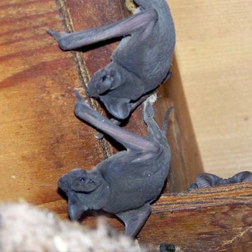 Attic bats are noisy, dirty, and pose a health ris
