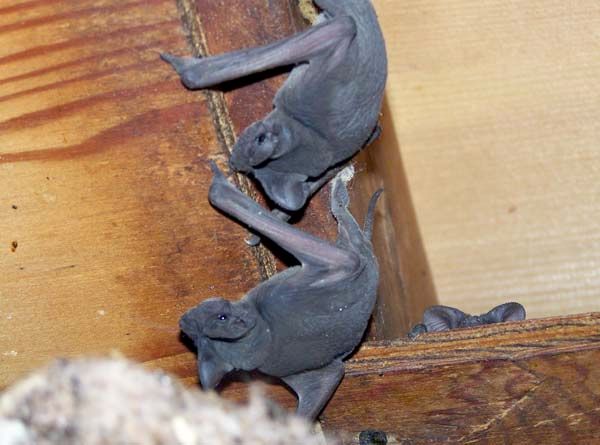 Attic bats are noisy, dirty, and pose a health ris