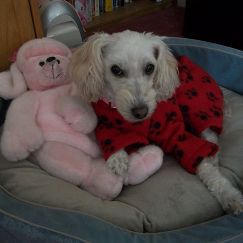 My dog Darlin in her hew Pajamas.