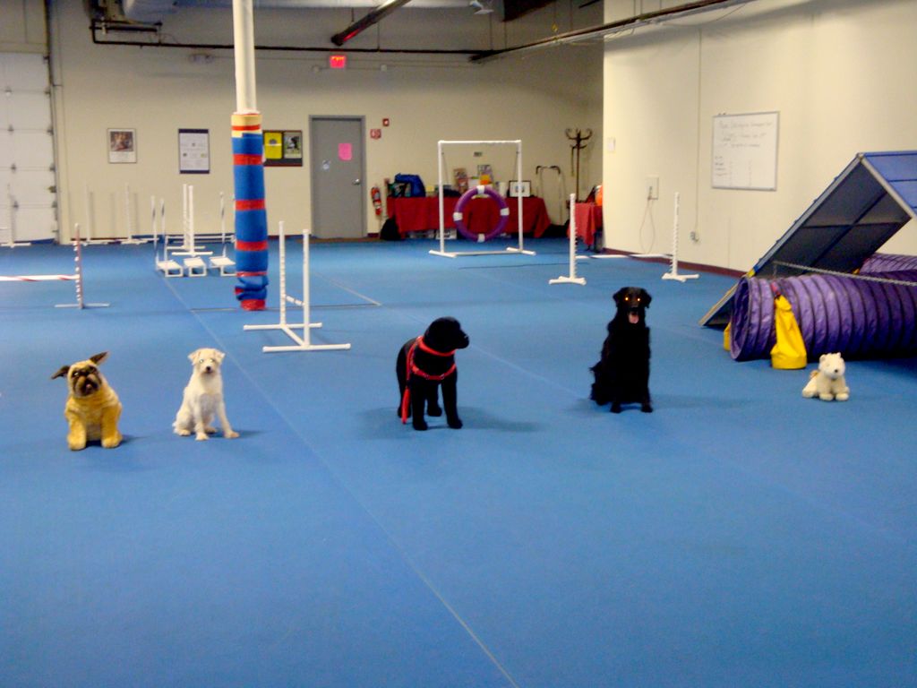 DOGS! Learning Center