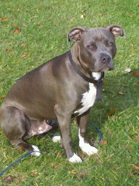 Beautiful Blue the Pitbull