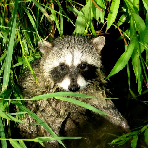 A juvenile raccoon.  He's just not sure what to do