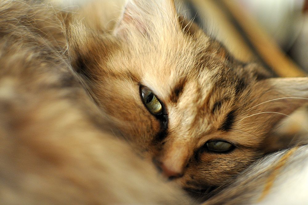 In home pet sitting by True Friends Pet Care In We